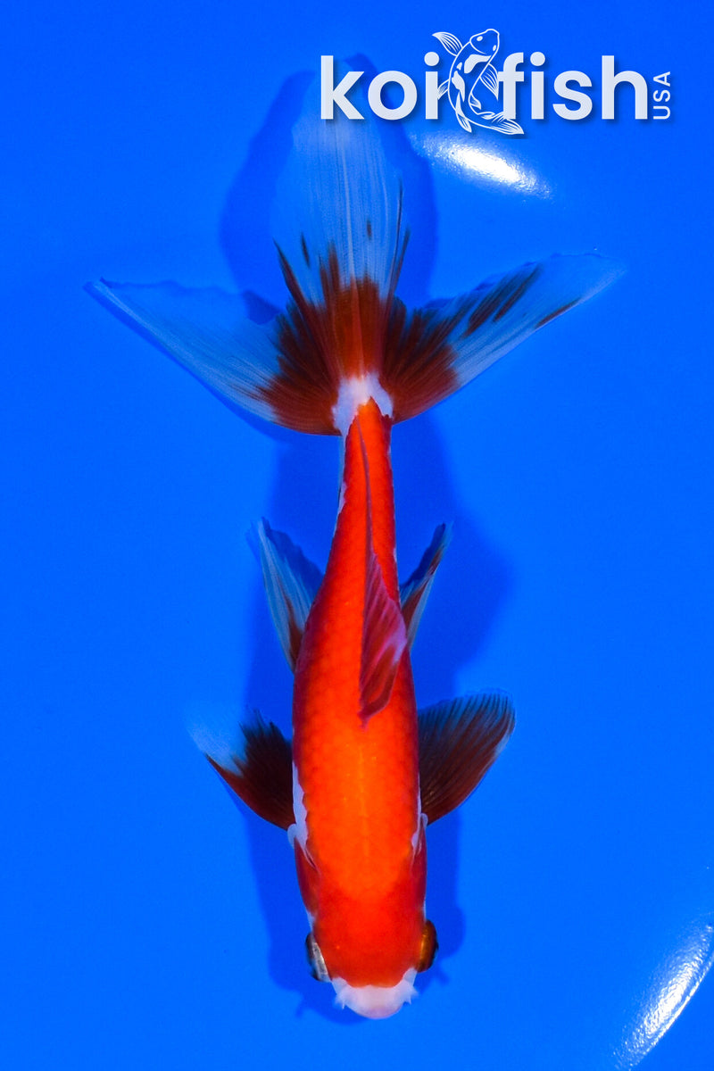 5.75" WAKIN GOLDFISH