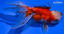 5" CALICO ORANDA GOLDFISH