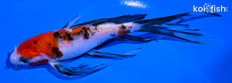 5.75" SANKE BUTTERFLY