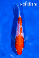 5" GINRIN KOHAKU