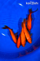 PACK OF (5) 4.75-5" COMET GOLDFISH