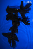 PACK OF (3) 4.5-5" TELESCOPE FANTAIL GOLDFISH