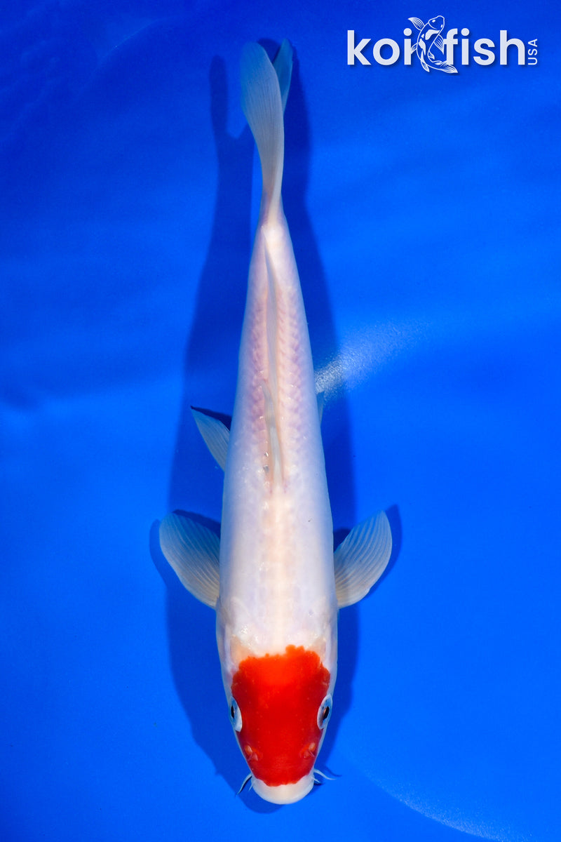 10" DOITSU TANCHO KOHAKU
