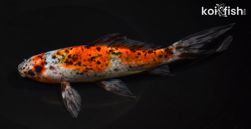 7.5" SHUBUNKIN GOLDFISH
