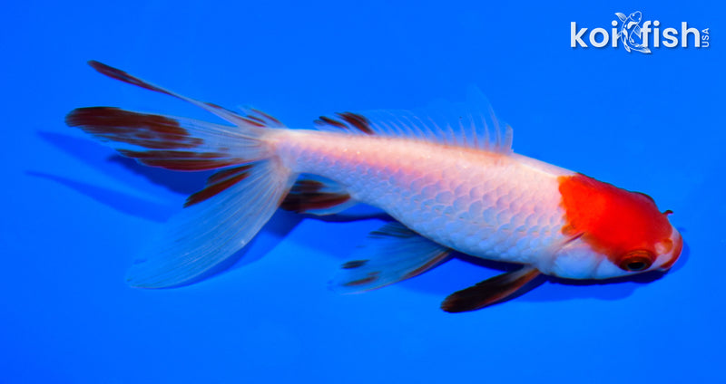 5.5' WATONAI GOLDFISH