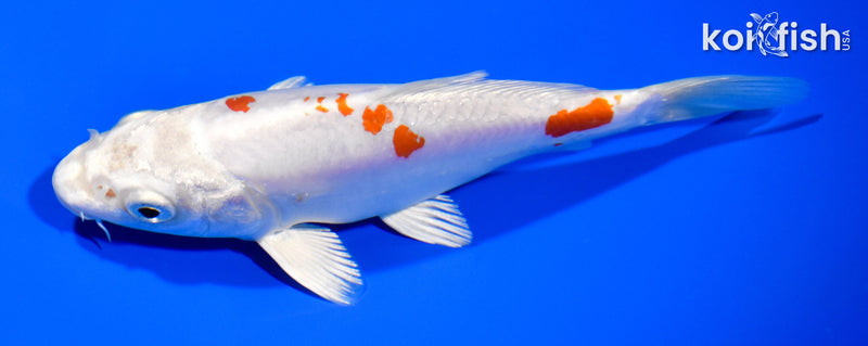 5.75" KIKUSUI