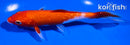 6" GINRIN KOHAKU