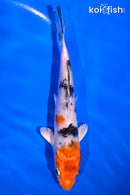 6" YAMATO NISHIKI
