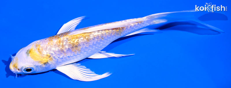 4.75" GINRIN LEMON HARIWAKE BUTTERFLY
