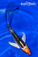 5" KIKOKURYU BUTTERFLY