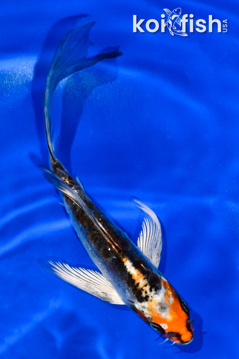 5" KIKOKURYU BUTTERFLY