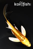 6" KIN KIKOKURYU BUTTERFLY