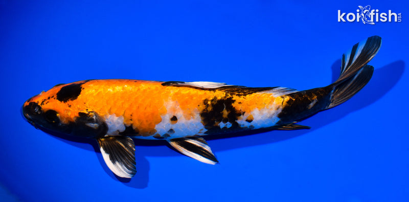 11.75" KIN HI SHOWA