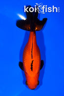 5.25" WAKIN GOLDFISH