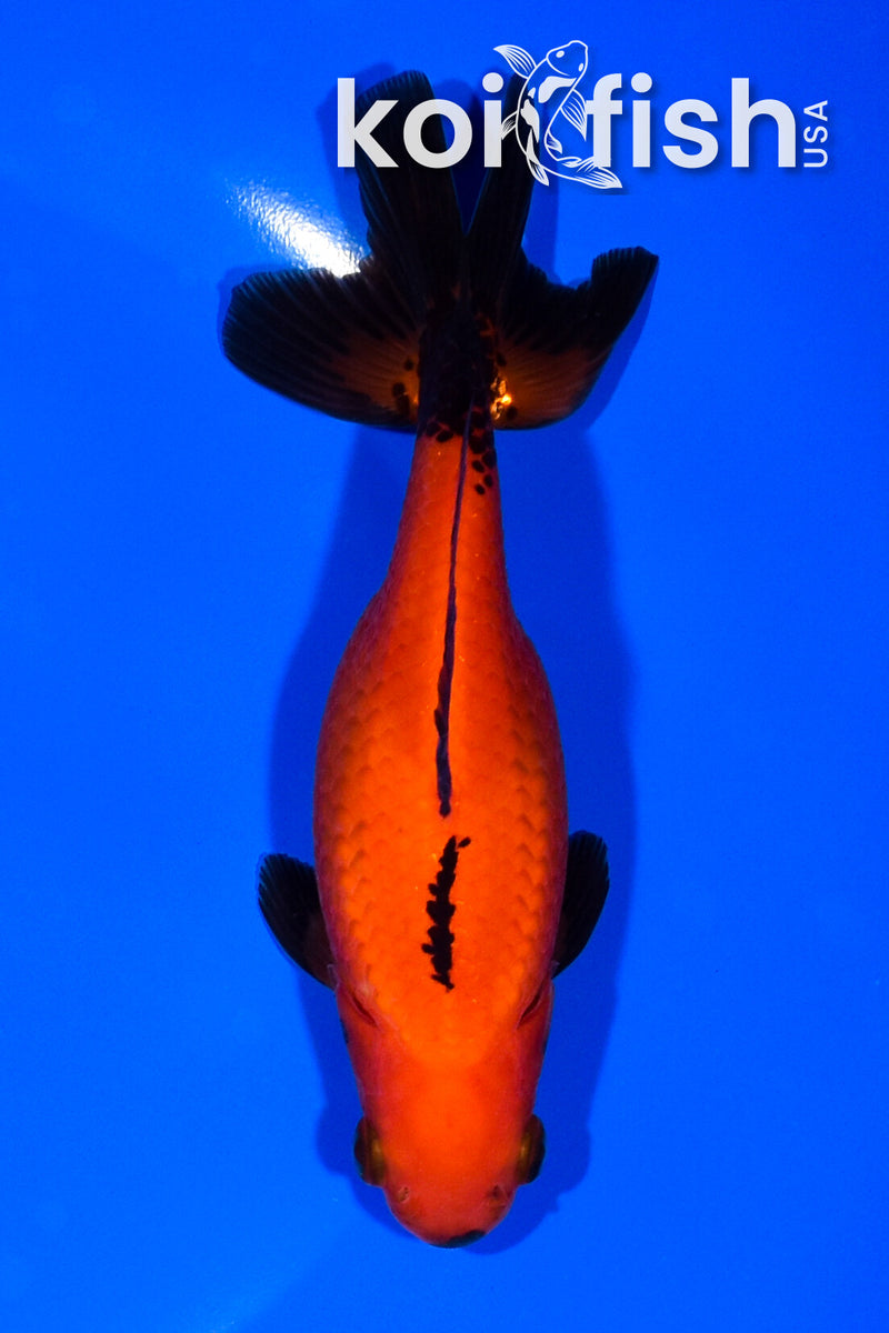 5.25" WAKIN GOLDFISH