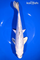 10" GINRIN GIN MATSUBA
