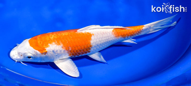 8.75" HARIWAKE