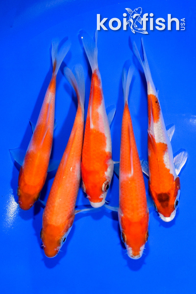 PACK OF (5) 3.75-4" STANDARD KOI