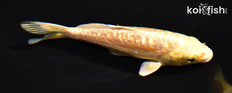 4.75" GINRIN ARAGOKE YAMABUKI OGON