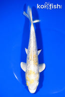 7.5" GINRIN HARIWAKE