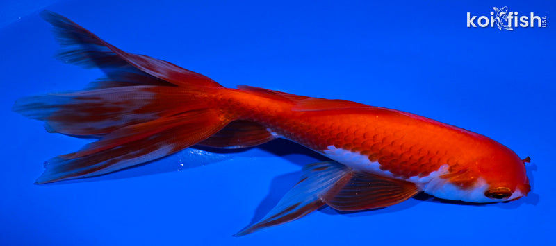 6" WATONAI GOLDFISH