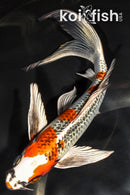 7.5" KUJAKU BUTTERFLY