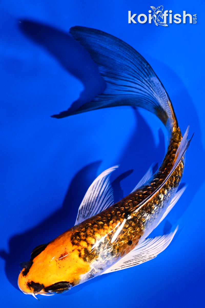 4.75" GINRIN KUJAKU BUTTERFLY