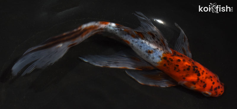 7.5" SHUBUNKIN GOLDFISH