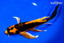 9.25" ORENJI MATSUBA BUTTERFLY