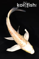 7.5" ARAGOKE LEMON HARIWAKE BUTTERFLY