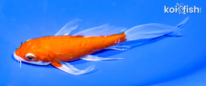 5.25" KIKUSUI BUTTERFLY