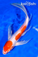 10.5" ARAGOKE KOHAKU BUTTERFLY