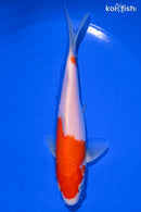 6.5" KOHAKU
