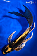 9.25" KIN KIKOKURYU BUTTERFLY