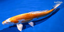 11.75" KIKUSUI