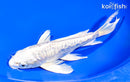 7.5" DOITSU PLATINUM OGON BUTTERFLY