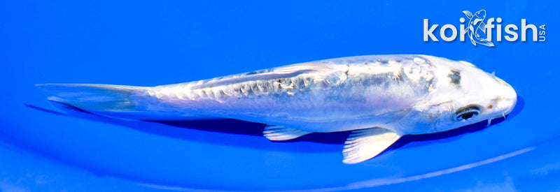 5.75" GINRIN GIN SHIRO BEKKO