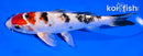6" YAMATO NISHIKI