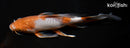 9" OCHIBA SHIGURE BUTTERFLY