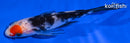 5" SANKE BUTTERFLY