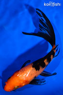 5.75" AKA BEKKO BUTTERFLY