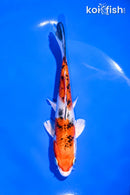5.5" YAMATO NISHIKI