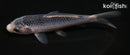 4.5" ASAGI