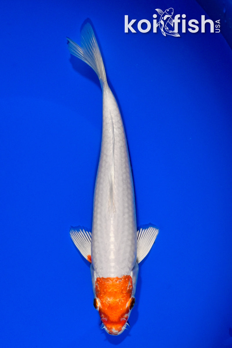 6.75" MARUTEN HARIWAKE