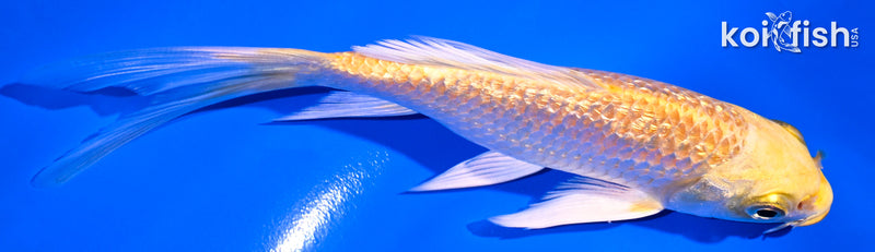 5.5" GINRIN YAMABUKI OGON BUTTERFLY