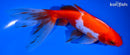 7" WATOANI GOLDFISH