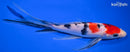 8" SANKE BUTTERFLY