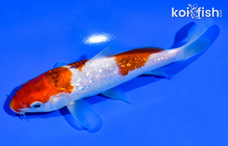 5.5" GINRIN GOROMO