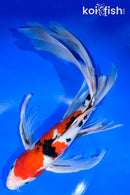 13.75" SANKE BUTTERFLY