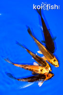 PACK OF (5) 4-5" STANDARD KOI